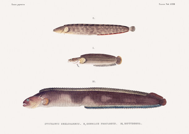 复古鱼类插图。来自一本关于日本动物的古籍的插图。图片下载