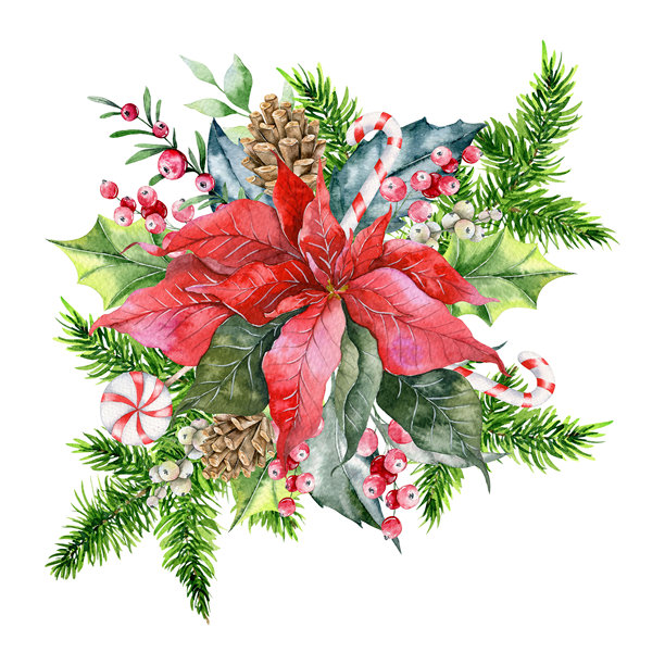 圣诞花束手绘水彩插图。冬季绿植。一品红水彩花束图片下载