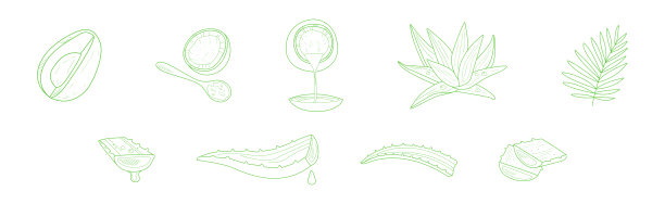手绘鳄梨、椰子和芦荟健康天然产品矢量素材图片下载