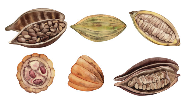 整颗可可豆，切开后露出内部的颗粒。手绘的插图，采用水彩植物风格，色调为棕色、黄色和橙色。适用于包装、菜单和咖啡馆海报。图片下载