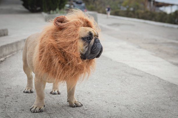 一只穿着狮子 costume 的法国斗牛犬在街上图片下载