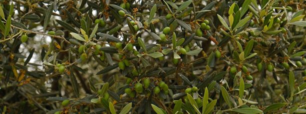 橄榄树和带有绿色叶子的树枝。绿色未成熟的橄榄果实。特写绿色生态健康产品背景，留有空白。横幅图片下载