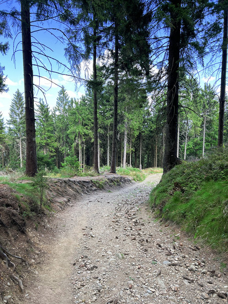 夏季针叶林中的风景，阳光透过树枝洒下。森林中石头小径穿行于松树和冷杉之间。旅行概念。竖版照片。穿越美丽森林的漫长旅程。图片下载