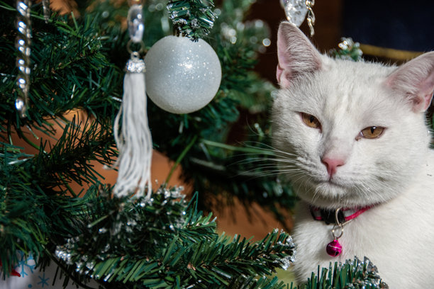 一只可爱的白猫坐在装饰好的圣诞树枝间的特写照片图片下载