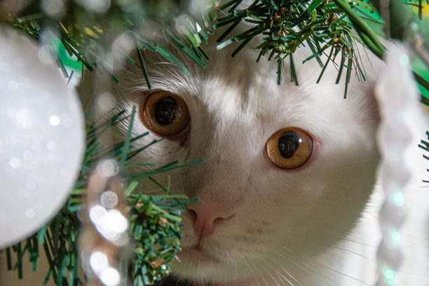 一只可爱的白猫坐在装饰好的圣诞树枝间的特写照片图片下载