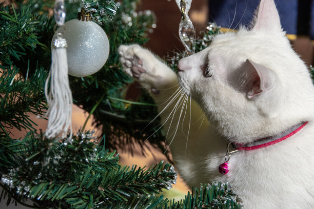 一只可爱的白猫坐在装饰好的圣诞树枝间的特写照片图片下载