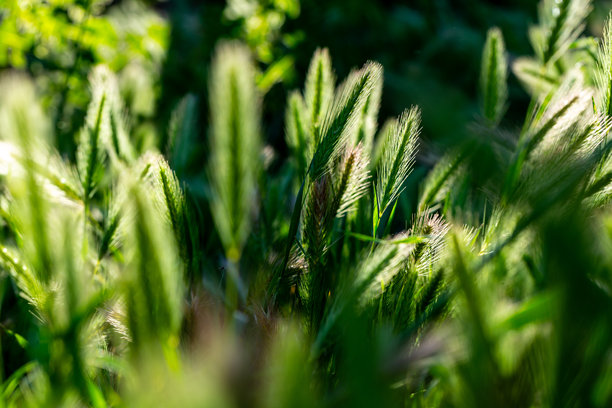 墙大麦是一种属于禾本科（Poaceae）的开花植物，通常被称为墙大麦或假大麦。图片下载