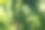墙大麦是一种属于禾本科（Poaceae）的开花植物，通常被称为墙大麦或假大麦。图片下载