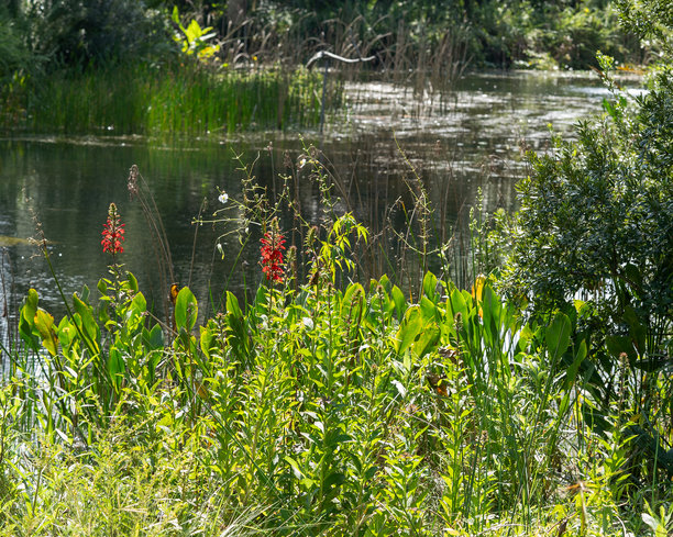 佛罗里达湿地中盛开的红色 cardinal 花。展示了在自然栖息地中靠近池塘的植物——竖版照片。图片下载
