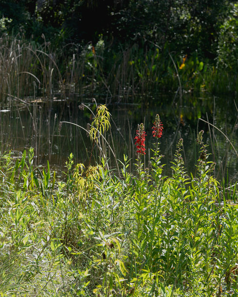 佛罗里达湿地中盛开的红色 cardinal 花的花茎。展示植物在其自然栖息地中的状态——横向照片。图片下载