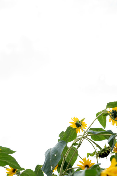 花卉，照片，自然，向日葵，盛开，夏天，花，花瓣，黄色，明亮，深色，棕色，绽放，愉快，快乐，风景，微距，阳光图片下载