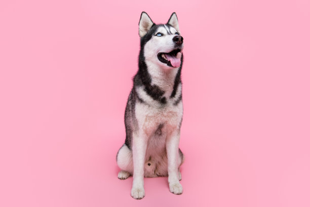 全身照片的西伯利亚哈士奇狗狗在柔和色彩背景下等待坐下指令的奖励图片下载