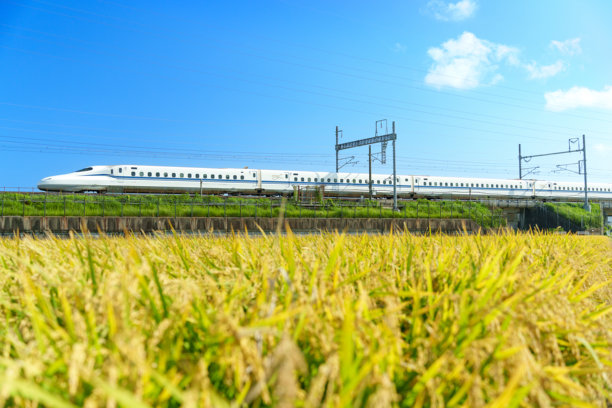 东海道新干线穿过收割季节的稻田。图片下载