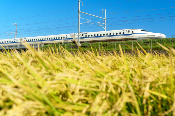 东海道新干线穿过收割季节的稻田。图片下载