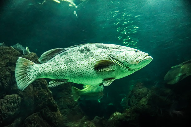 在印度尼西亚雅加达安卒梦幻世界海洋馆内，大型石斑鱼在巨型水族箱中畅游的特写照片图片下载