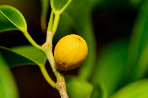 黄无花果果实在树枝上的特写照片图片下载
