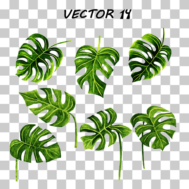水彩 - 矢量，龟背竹，热带绿色植物，孤立的叶子。图片下载