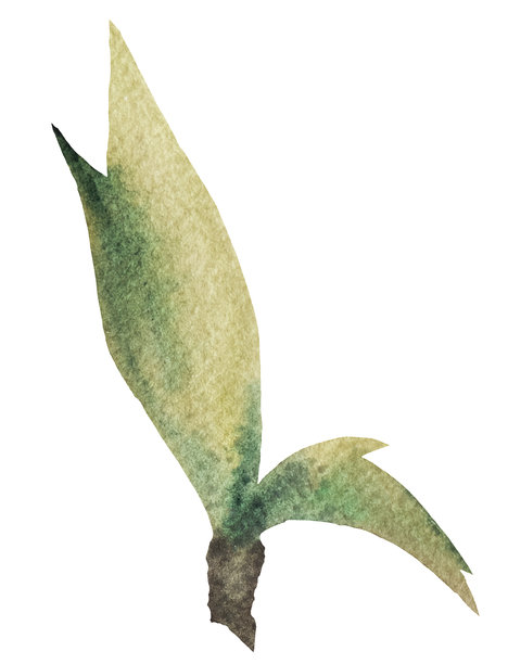 水彩画的树枝与绿色樱桃叶子，独立插图，婚礼元素图片下载