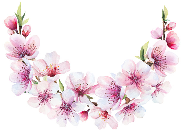 带有水彩粉色樱花和绿色叶子的花环，婚礼樱花孤立插图图片下载