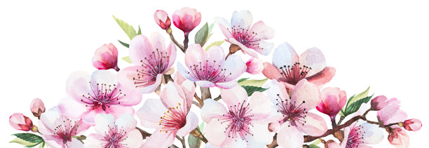 粉色樱花和绿色叶子的水彩边框，婚礼樱花独立插图图片下载