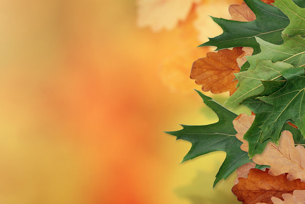 秋季背景，橙色和黄色模糊背景上的真实叶子。秋天背景。图片下载