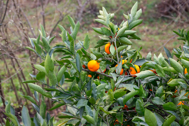 橘子在树上生长，自然照片图片下载