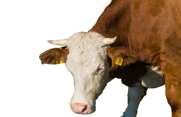 剪裁出的有角牛图片下载