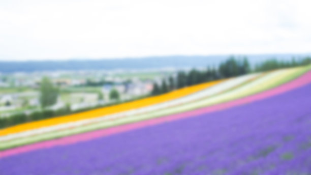 模糊的五彩缤纷的彩虹花田风景，背景中有薰衣草，适合用作背景或留白空间图片下载