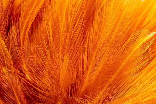 棕色羽毛的特写，棕色母鸡羽毛的宏观照片。背景或纹理，鸡羽毛特写，柔和的棕色和橙色鸡羽毛背景。图片下载