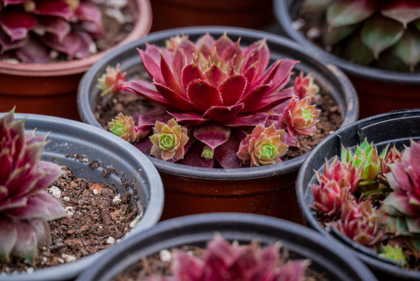 小型石莲花盆栽照片图片下载