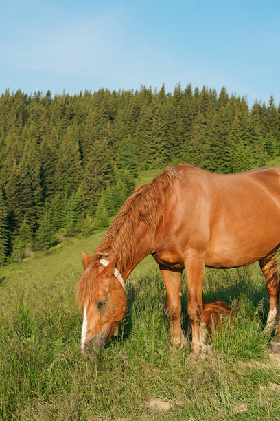 一张垂直的棕色马匹在森林草地上吃草的图片，马有长长的鬃毛和尾巴，脖子上挂着铃铛。概念为动物农场，红色纯种马，马的品种，栗色马。图片下载