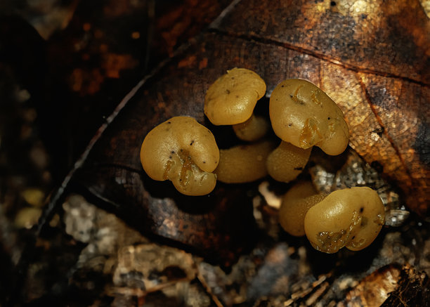 一张宏观照片，展示了一簇金黄色的可食用果冻宝宝蘑菇（Leotia spp.），生长在田纳西州森林地面的落叶层中。图像显示了胶状不规则的橡胶帽。图片下载