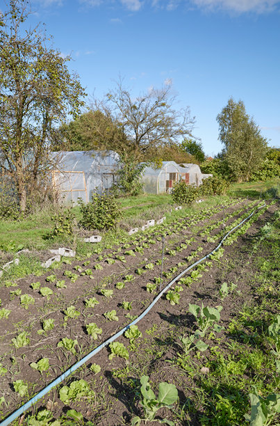 有机蔬菜农场的照片。图片下载