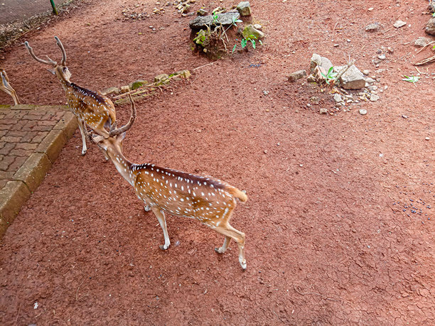 一群鹿在它们的围栏里玩耍的照片图片下载