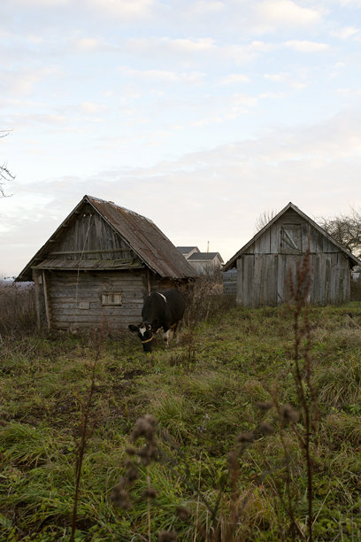 垂直照片。一头牛在一座旧木屋的院子里吃草。图片下载