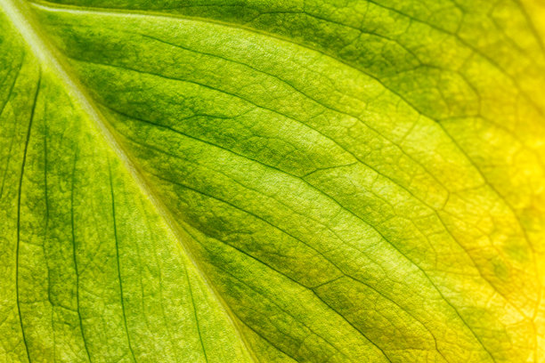 秋叶的微距照片：以绿叶为背景的树叶自然纹理图片下载