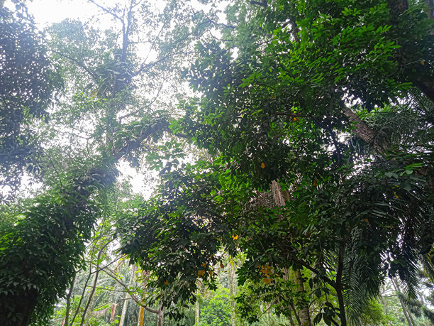 城市森林中郁郁葱葱的树木下的照片图片下载