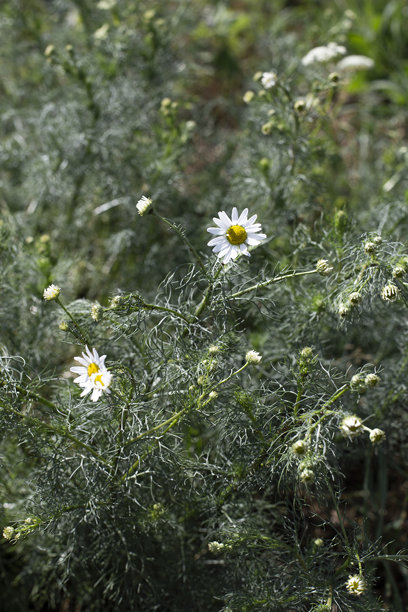 洋甘菊花。洋甘菊灌木的照片。背景是洋甘菊田。图片下载