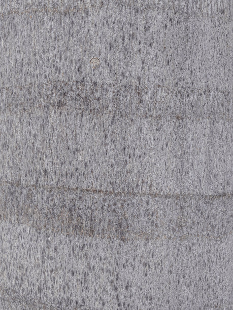 棕榈树树干纹理特写照片。图片下载