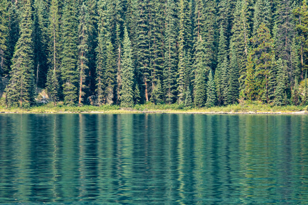 一幅全景照片，展示了加拿大贾斯珀国家公园马林湖中绿色松树林的倒影，湖水呈现出碧绿色。图片下载