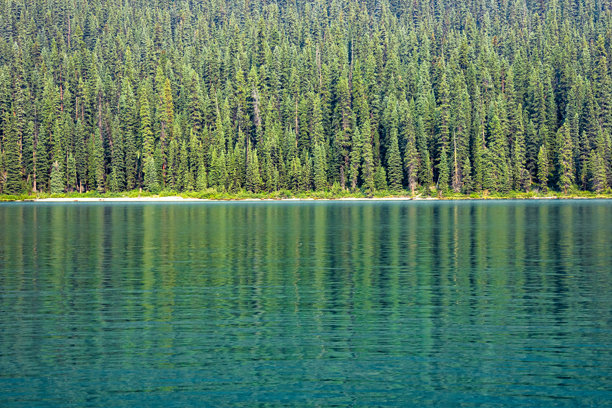 一幅全景照片，展示了加拿大贾斯珀国家公园马林湖中绿色松树林的倒影，湖水呈现出碧绿色。图片下载