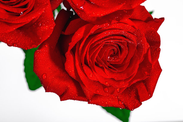 带水珠的红玫瑰。特写照片，盛开的花朵，母亲节的节日概念。图片下载