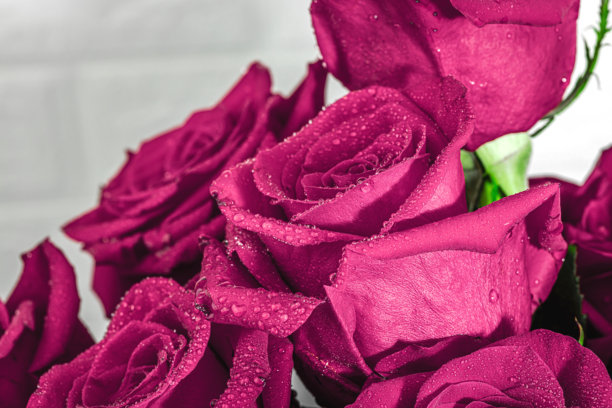 带水珠的粉色玫瑰。微距照片，盛开的花朵，母亲节的节日概念。图片下载