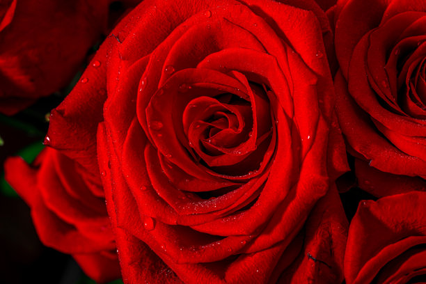 带水珠的红玫瑰。特写照片，盛开的花朵，母亲节的节日概念。图片下载