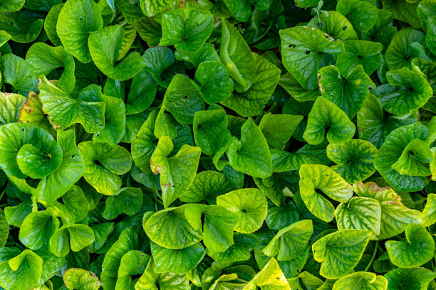 生动的绿色叶子纹理特写。非常适合背景使用、自然主题项目或植物展示。高分辨率的叶子照片。在环保设计中流行。图片下载