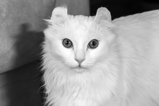 白色美国卷耳猫特写黑白照片图片下载