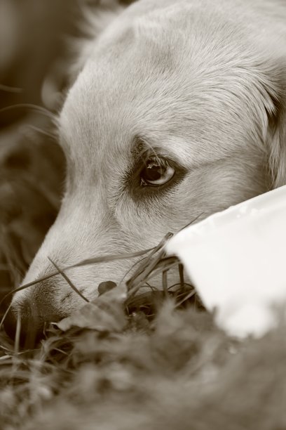 一只沉思的狗把头靠在草地上，褐色调照片图片下载