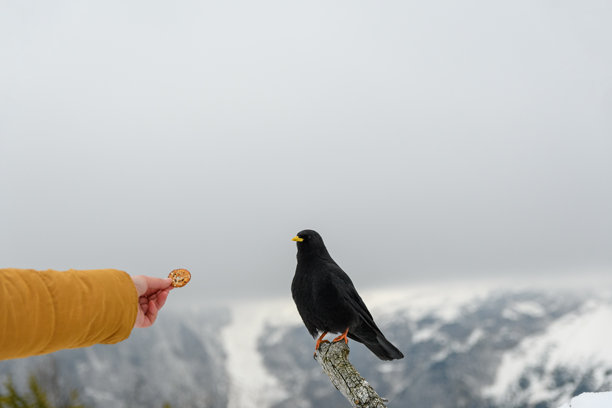 特写照片：女人在雪山中喂黑鸟，手中拿着饼干图片下载