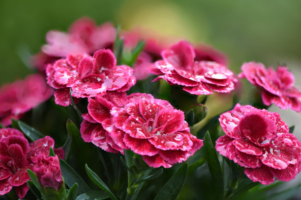 芬兰有机花园中盛开的鲜艳美丽的粉色康乃馨特写照片，沐浴在夏日阳光下。图片下载
