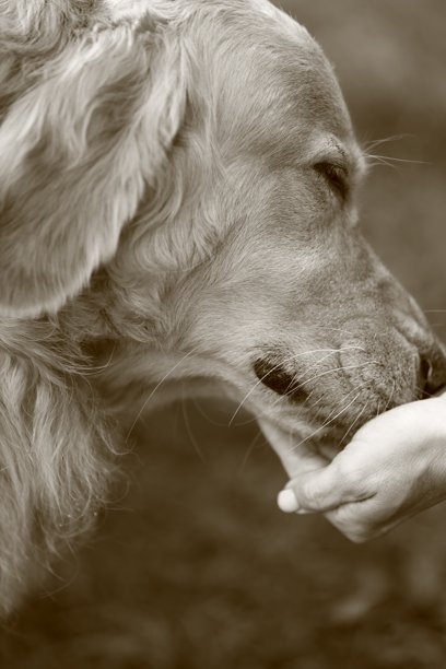 一只眼睛微眯的快乐狗狗从你的手中进食，怀旧的棕褐色照片图片下载